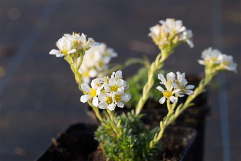  Garten-Elfenbein-Steinbrech „Alba“