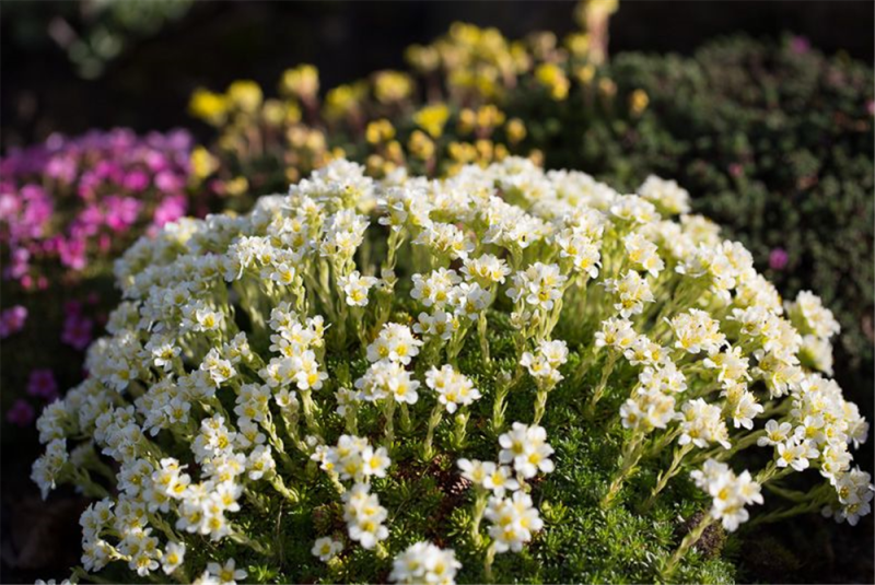  Garten-Elfenbein-Steinbrech „Alba“