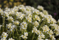  Garten-Elfenbein-Steinbrech „Alba“