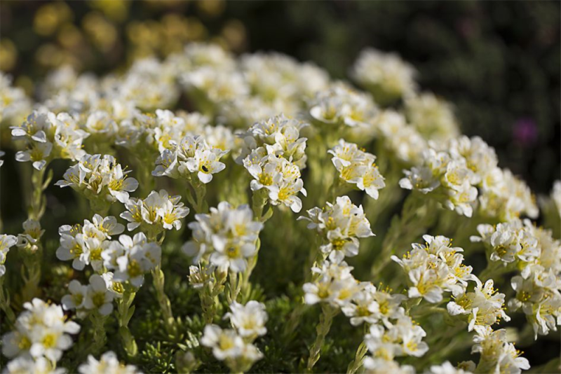  Garten-Elfenbein-Steinbrech „Alba“