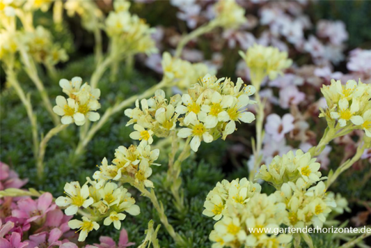  Garten-Elfenbein-Steinbrech „Gregor Mendel“