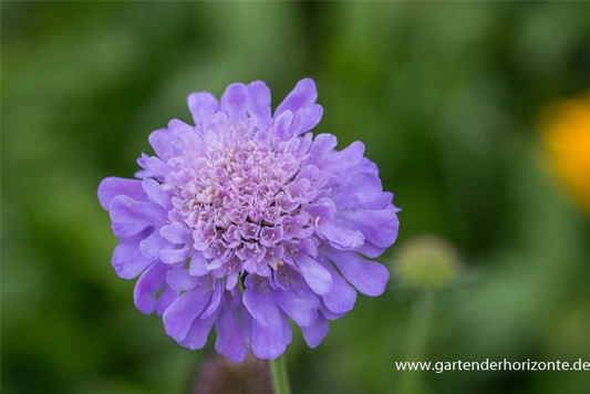  Garten-Tauben-Skabiose „Butterfly Blue“
