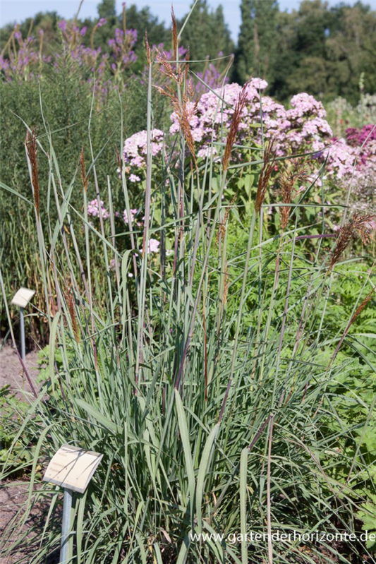  Garten-Indianergras „Indian Steel“