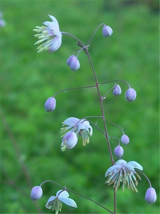  Delavays Wiesenraute