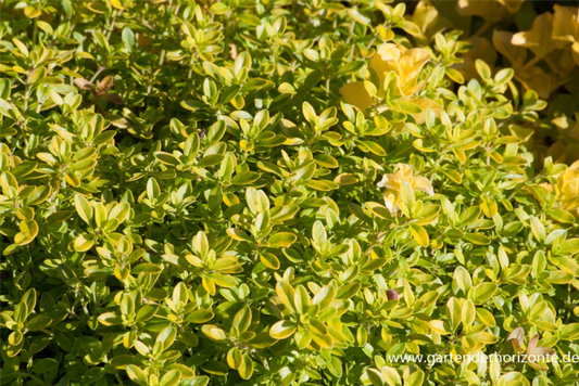  Gold-Thymian „Aureus“