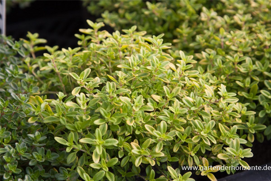  Garten-Thymian „Golden Dwarf“