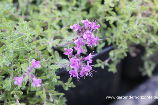  Bressingham-Garten-Thymian „Bressingham Seedling“