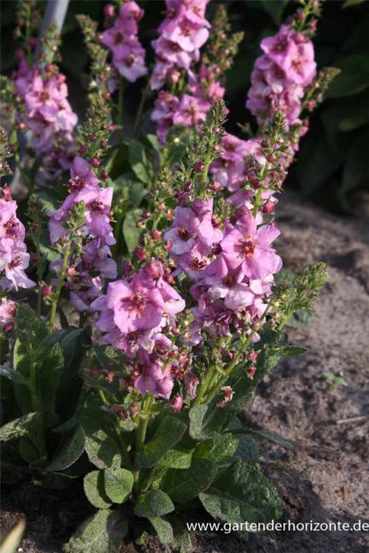  Garten-Königskerze „Pink Domino“