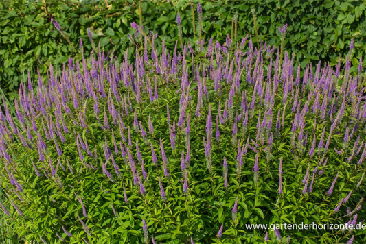  Garten-Kandelaberehrenpreis „Fascination“