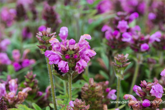  Großblütige Garten-Braunelle „Bella Rose“