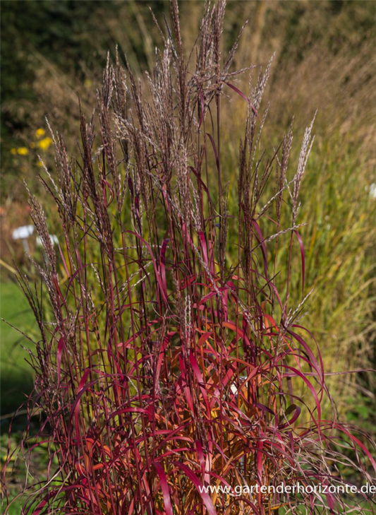  Garten-Chinaschilf „Ghana“