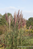  Garten-Chinaschilf „Dread Locks“