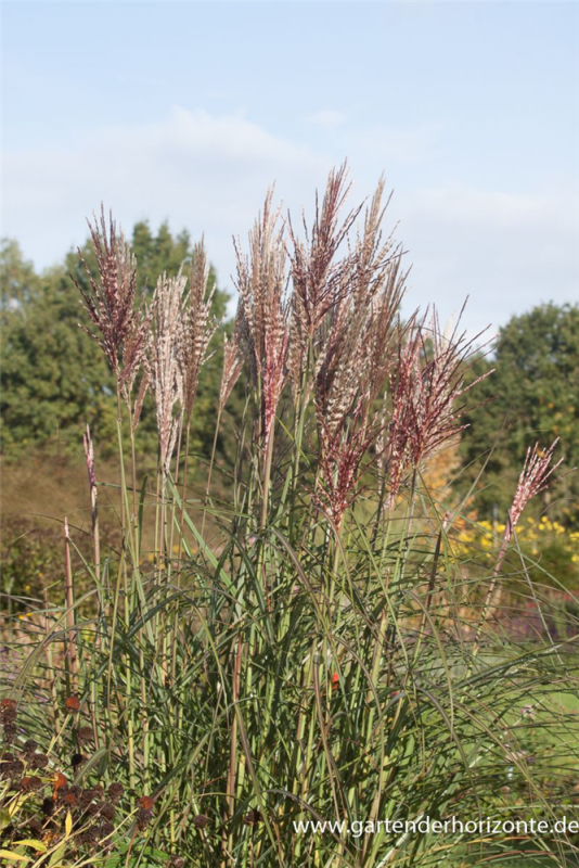  Garten-Chinaschilf „Dread Locks“