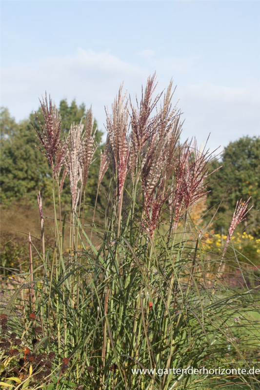 Garten-Chinaschilf „Dread Locks“