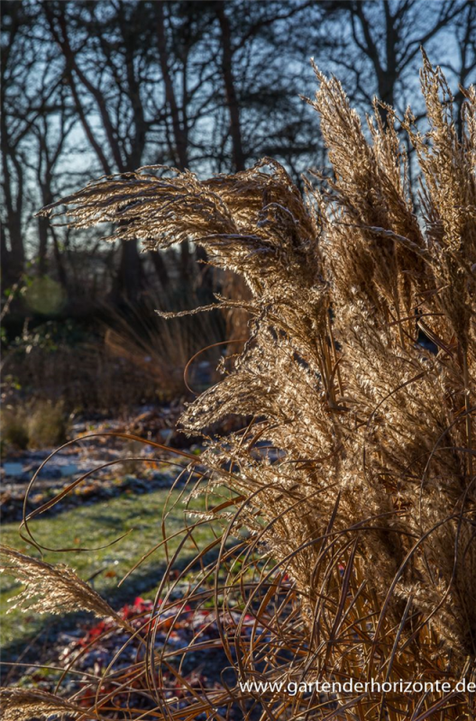  Garten-Chinaschilf „Dread Locks“
