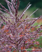  Garten-Chinaschilf „Dread Locks“