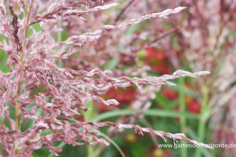  Garten-Chinaschilf „Dread Locks“