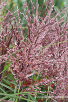  Garten-Chinaschilf „Dread Locks“