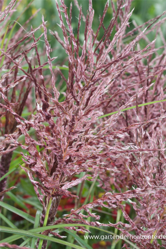  Garten-Chinaschilf „Dread Locks“