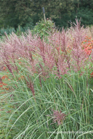  Garten-Chinaschilf „Dread Locks“