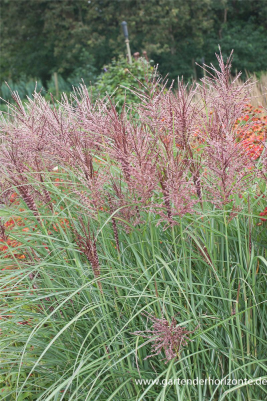  Garten-Chinaschilf „Dread Locks“
