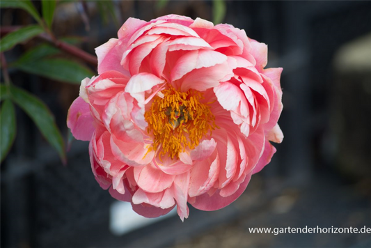  Frühblühende Garten-Pfingstrose „Coral Charm“