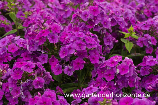  Hohe Garten-Flammenblume „Purple Flame“®
