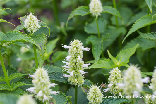  Garten-Duftnessel „Alabaster“