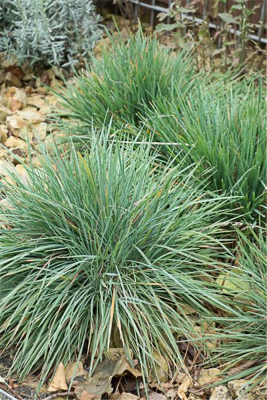 Blaugraues Schillergras