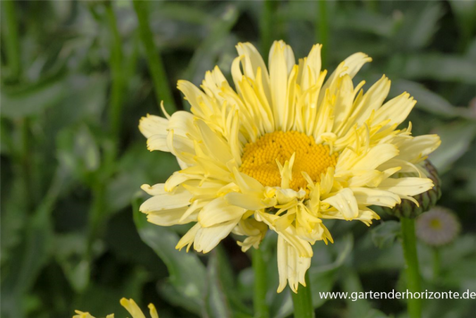  Garten-Margerite „Goldfinch“