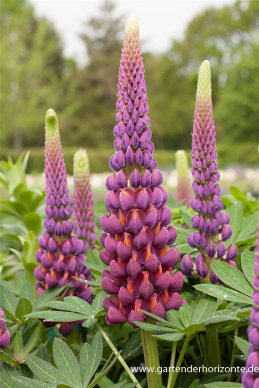  Garten-Lupine „Master Piece“®