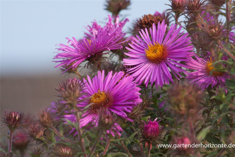  Garten-Raublatt-Aster „Abendsonne“