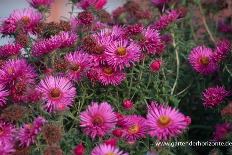  Garten-Raublatt-Aster „Abendsonne“