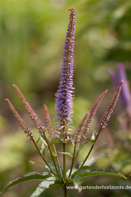  Garten-Kandelaberehrenpreis „Cupid“
