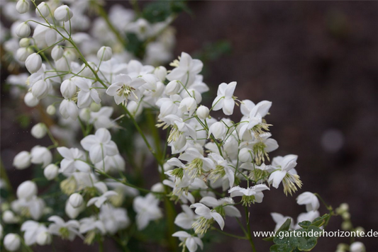  Garten-Wiesenraute „Splendide White“®