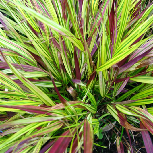  Garten-Ziergras „Beni Kaze“