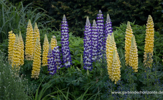  Garten-Lupine „Desert Sun“®