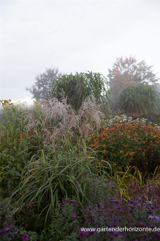  Garten-Chinaschilf „Zwergelefant“