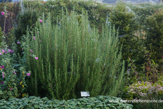  Garten-Rosmarin „Arp“