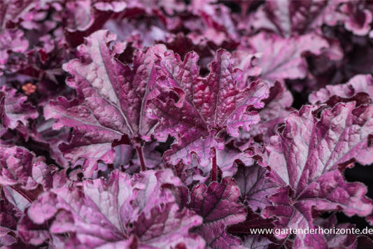  Purpurglöckchen „Forever Purple“