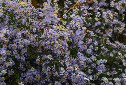  Garten-Schleier-Aster „Photograph“