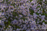  Garten-Schleier-Aster „Photograph“