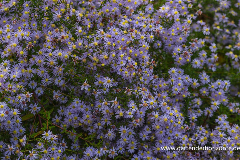  Garten-Schleier-Aster „Photograph“