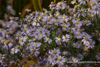  Garten-Schleier-Aster „Photograph“