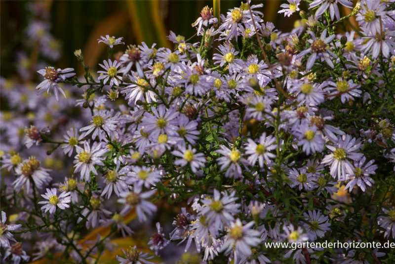  Garten-Schleier-Aster „Photograph“