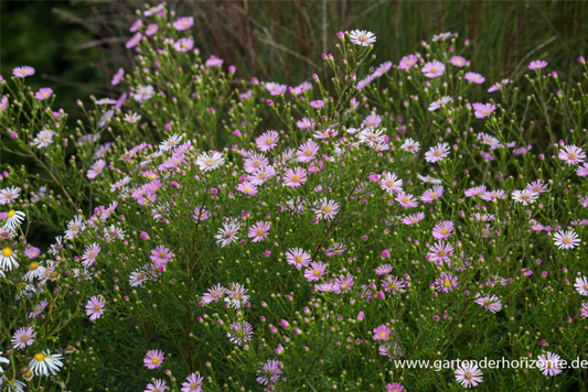  Garten-Myrten-Aster „Esther“