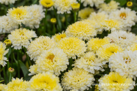  Großblumige Garten-Margerite „Luna“®