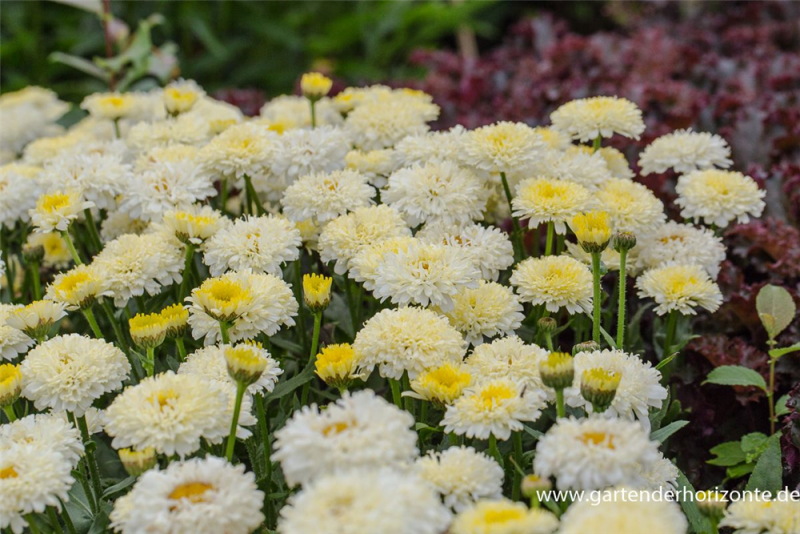  Großblumige Garten-Margerite „Luna“®