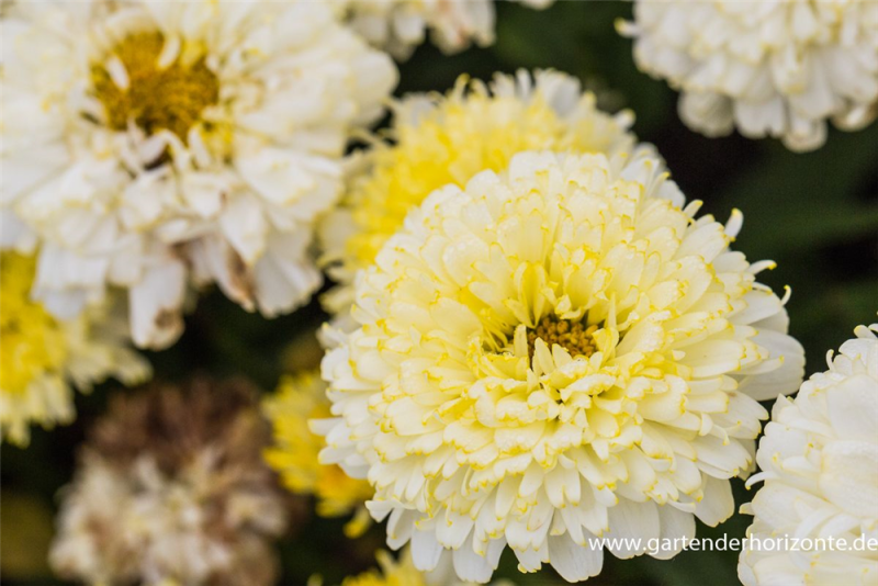  Großblumige Garten-Margerite „Luna“®