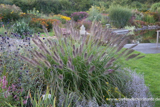  Garten-Federborstengras „Red Head“